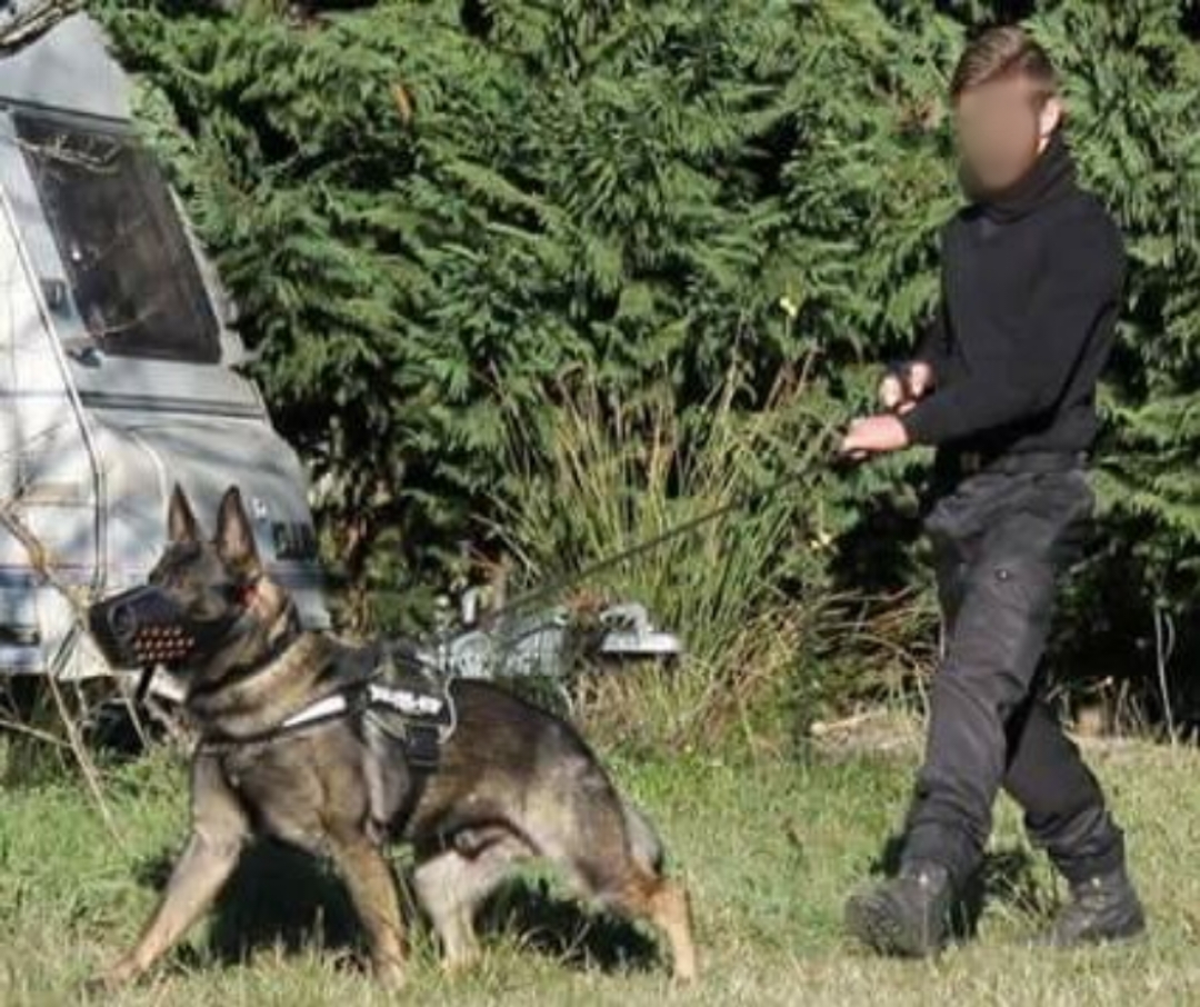 PARASECURITE surveillance gardiennage sécurité à Alès - Agent CYNOPHILE, maître chien.